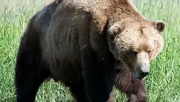 این خرس برای ورود به خانه مردم در می زند!+ فیلم