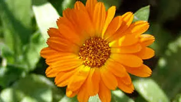  تحقیق درباره گل همیشه بهار