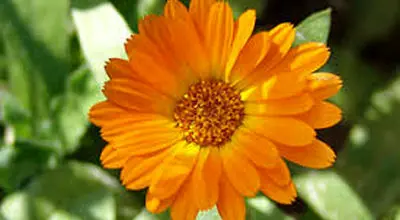  تحقیق درباره گل همیشه بهار