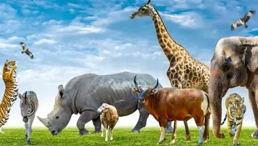 صداهای ناشنیده طبیعت: نجواهای رازآلود حیوانات که تا به حال نشنیده‌اید!
