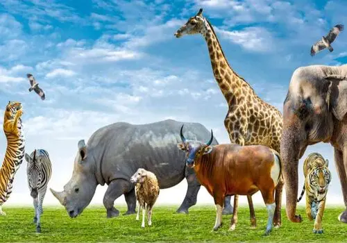 تصاویر جالبی از بدشکل ترین حیوانات درجهان 