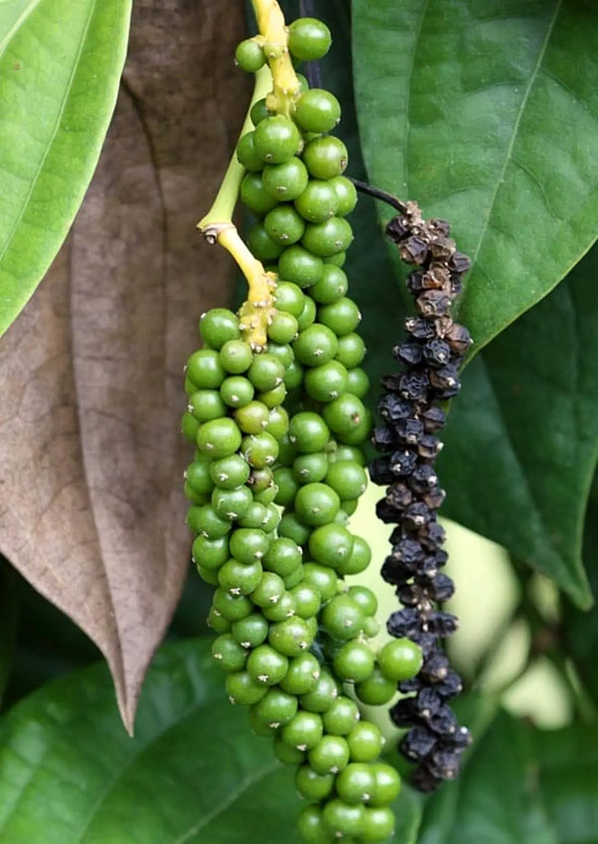آموزش کاشت و نگهداری فلفل سیاه در گلدان به‌صورت خانگی