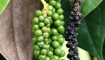 آموزش کاشت و نگهداری فلفل سیاه در گلدان به‌صورت خانگی