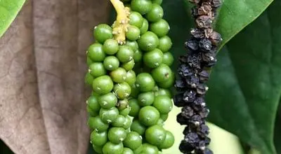 آموزش کاشت و نگهداری فلفل سیاه در گلدان به‌صورت خانگی