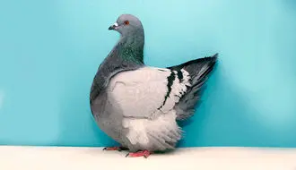 پرنده‌ای که پرواز رو فراموش کرد؛ چاق‌ترین کبوتر دنیا! + فیلم

