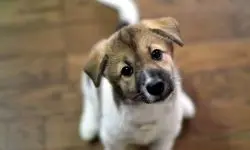 نازل شدم عجیب یک سگ از سقف یک اداره!+ فیلم