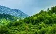 جنگل هیرکانی در آستانه پاییز تماشایی شد + فیلم