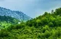جنگل هیرکانی در آستانه پاییز تماشایی شد + فیلم