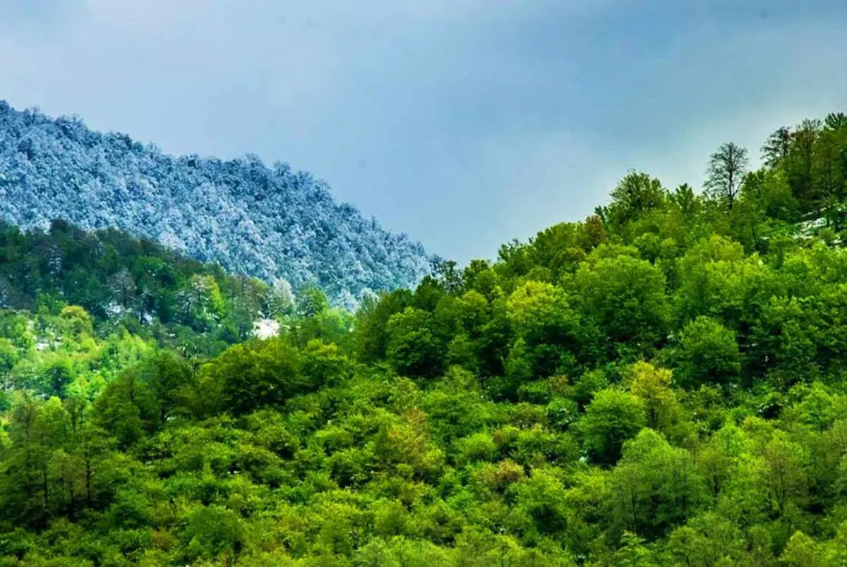 جنگل هیرکانی در آستانه پاییز تماشایی شد + فیلم