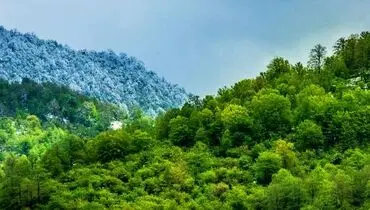 جنگل هیرکانی در آستانه پاییز تماشایی شد + فیلم