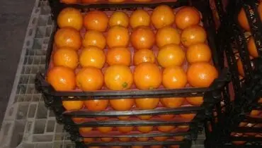 فروش پرتقال با 5 برابر نرخ واقعی!