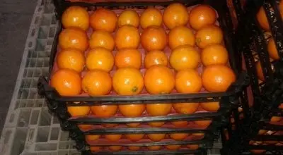 فروش پرتقال با 5 برابر نرخ واقعی!