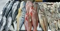 خطرناک ترین ماهی جنوب ایران با سم و تیغ هایی مهلک+ فیلم 