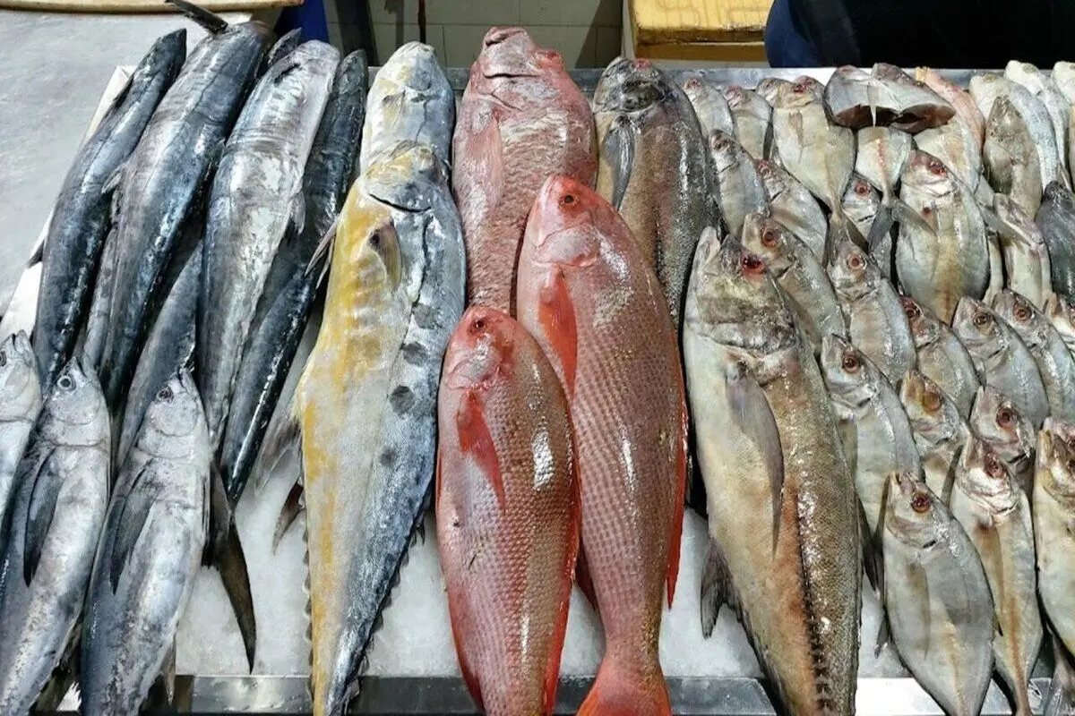 خطرناک ترین ماهی جنوب ایران با سم و تیغ هایی مهلک+ فیلم 