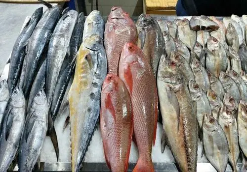 سدسازی این ماهی باهوش در اعماق دریا وایرال شد + فیلم