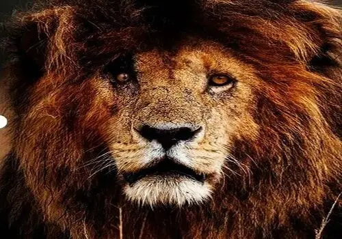 بازی کردن شغال با دم شیر+ فیلم