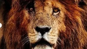 اسکارفیس، شیری که پادشاه همه شیرها شد+ فیلم