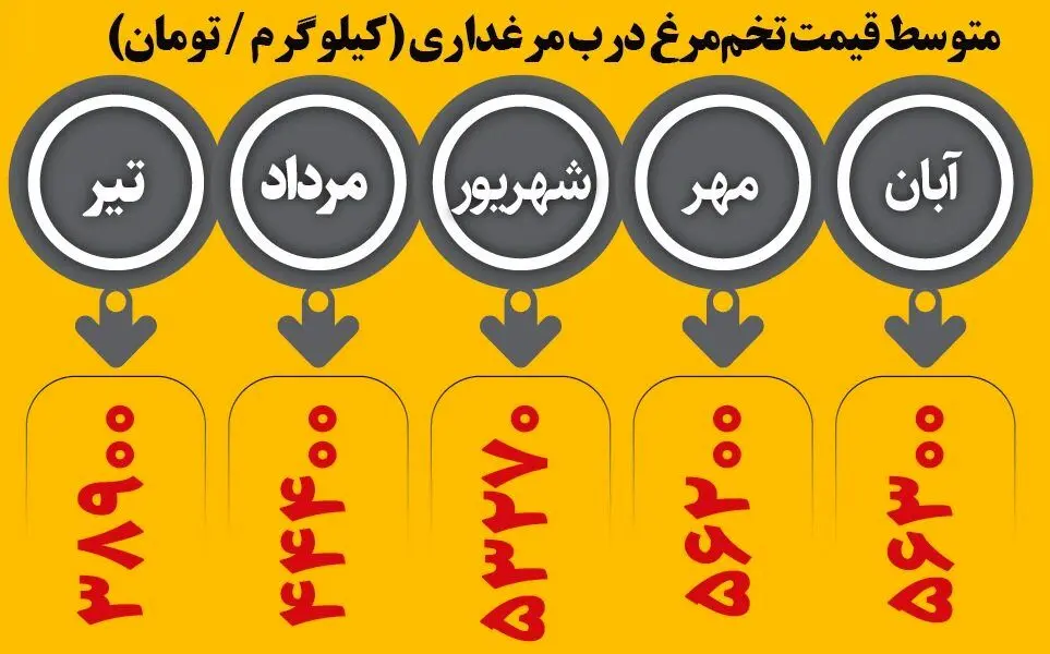 پوست‌اندازی قیمت تخم‌مرغ | چرا تخم مرغ گران شد؟