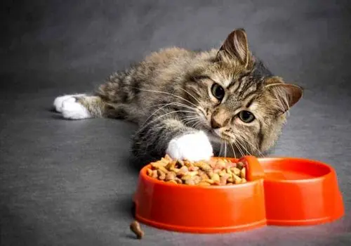 نجات معجزه آسای این بچه گربه از چنگ شاهین + فیلم