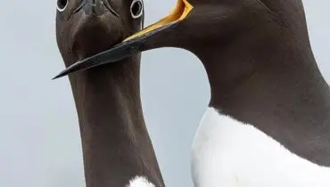 منتخب خنده‌دارترین تصاویر حیات‌وحش ۲۰۲۵ منتشر شد + عکس

