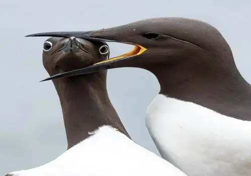 منتخب خنده‌دارترین تصاویر حیات‌وحش ۲۰۲۵ منتشر شد + عکس

