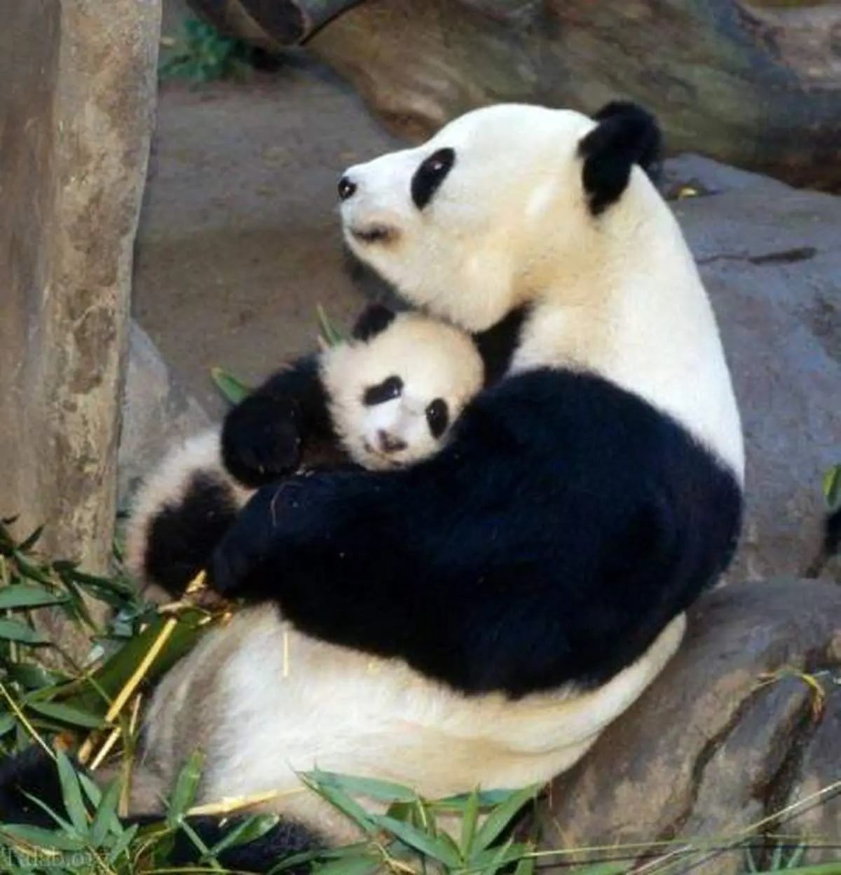 تصاویر زیبا  که «روح مادرانگی» را در حیات وحش ثبت کردند + عکس
