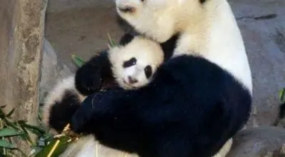 تصاویر زیبا  که «روح مادرانگی» را در حیات وحش ثبت کردند + عکس
