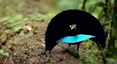 ۱۰ پرنده شگفت‌انگیز و عجیب در جهان + فیلم