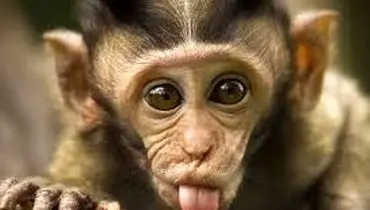 
شهرت جهانی بچه میمون و مادر عروسکی اش!+فیلم
