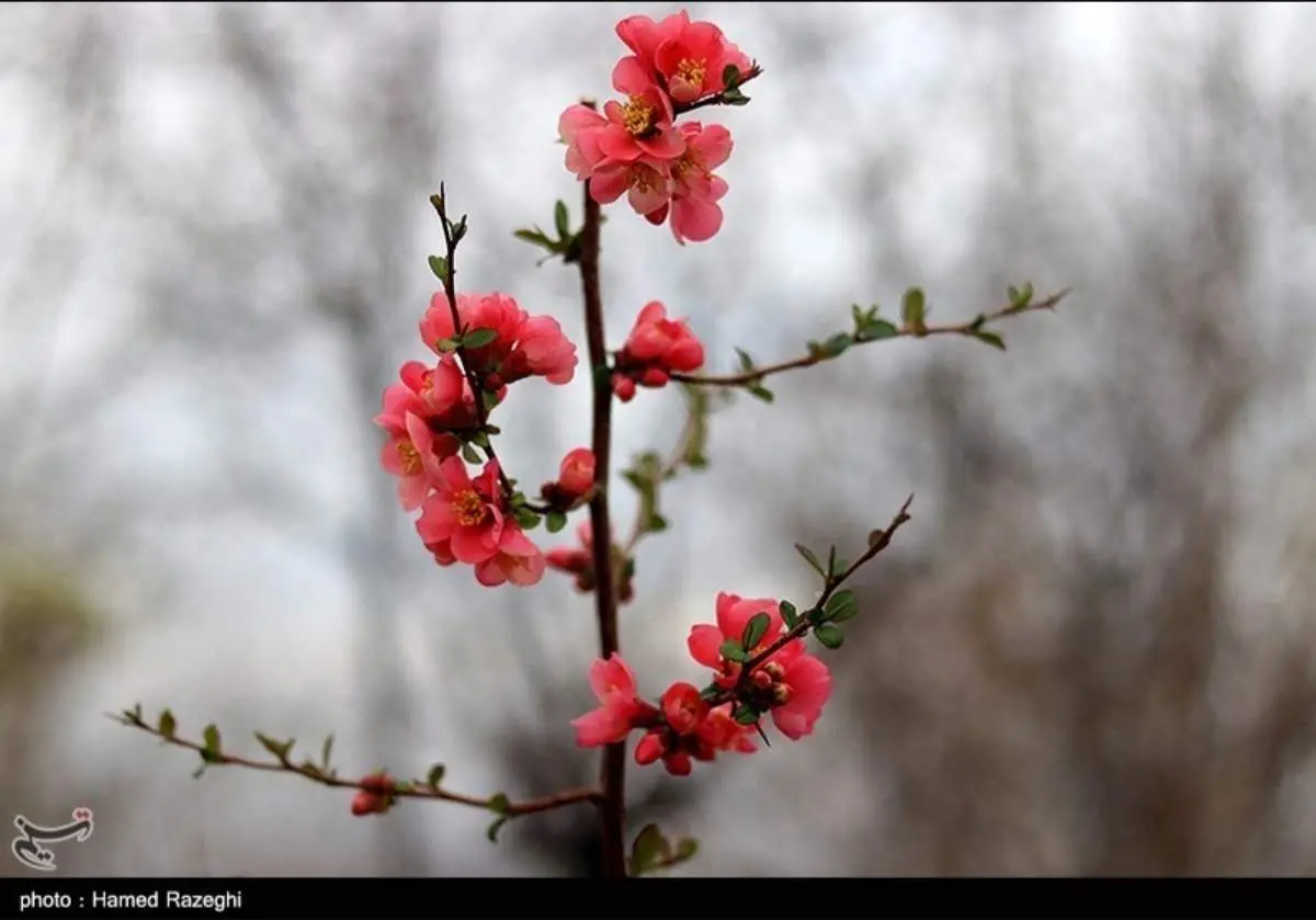طبیعت بهاری ابهر زنجان