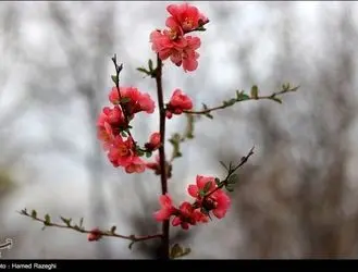 طبیعت بهاری ابهر زنجان