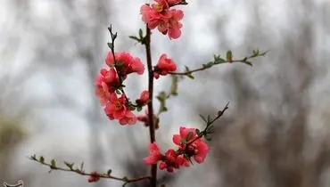 طبیعت بهاری ابهر زنجان