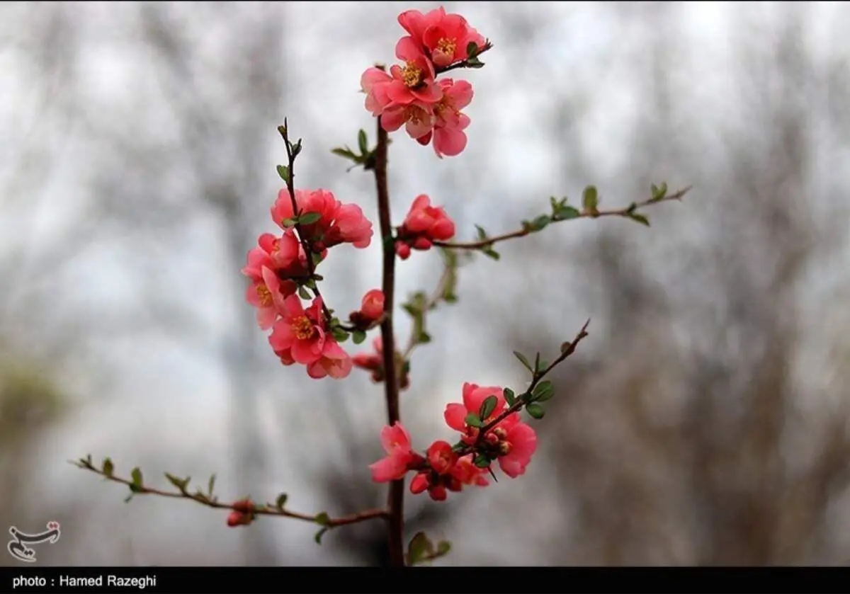 طبیعت بهاری ابهر زنجان