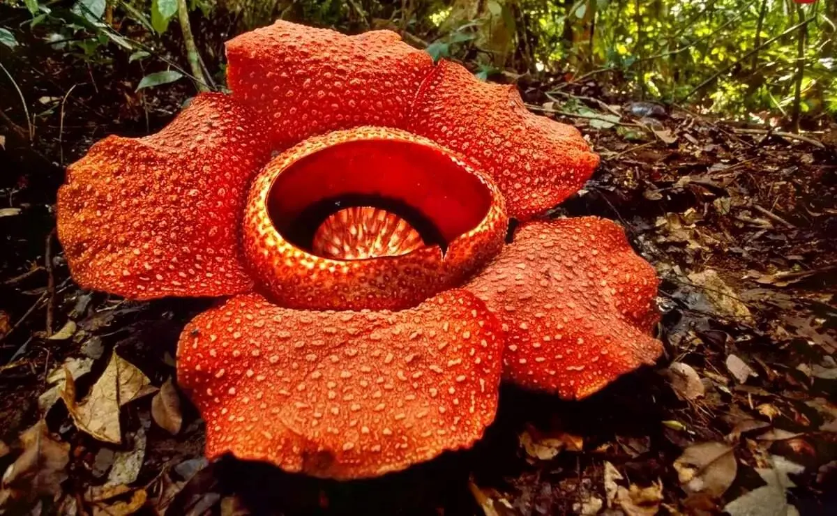 بزرگ‌ترین گل جهان چه ویژگی‌هایی دارد؟ | عکس