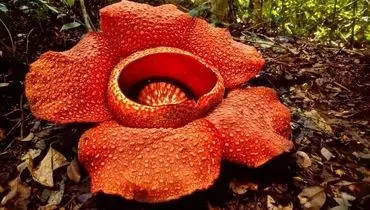 بزرگ‌ترین گل جهان چه ویژگی‌هایی دارد؟ | عکس