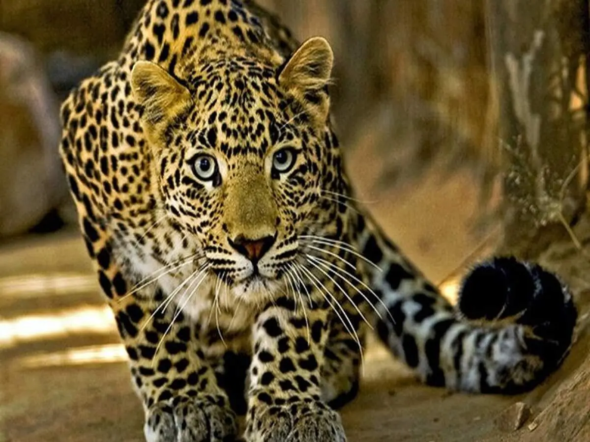 لحظه ثبت شده از مراقبت پلنگ ماده از بچه‌های پلنگ دیگر در طبیعت پریموریه + فیلم