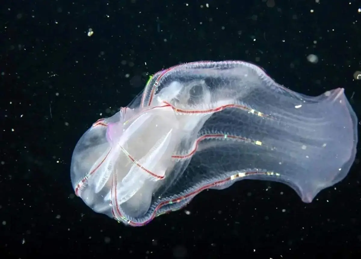 تصاویر جانوران باستانی زنده  که شبیه موجودات فضایی به نظر می‌رسند + عکس
