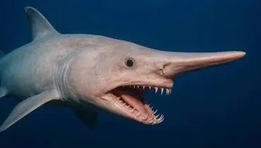 شگفتی در اعماق دریا؛ «دیوکوسه» برای نخستین‌بار زنده دیده شد + ویدئو