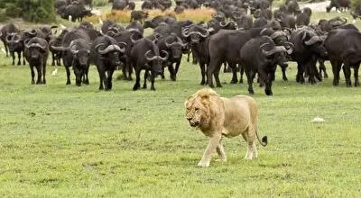 تجمع جنجالی و بی نظیر گله گاومیش‌ها، فیل‌ها و گورخرها در کنار هم+ فیلم