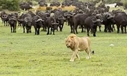 تجمع جنجالی و بی نظیر گله گاومیش‌ها، فیل‌ها و گورخرها در کنار هم+ فیلم
