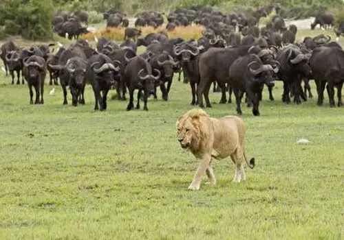 جزئیات عجیب از مشخصات بلندترین اسپرم دنیا!