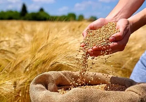قیمت گوشت وارداتی تعیین و اعلام شد