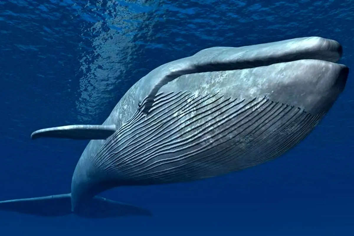 راز زنده ماندن نهنگ ها در عمق ۳۰۰۰ متری اقیانوس ها چیست؟+ فیلم