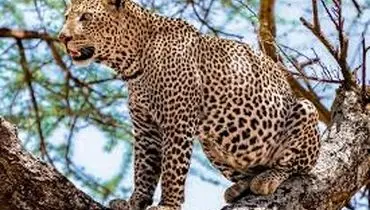 لحظات ناب شکار عقاب توسط پلنگ روی درخت + فیلم