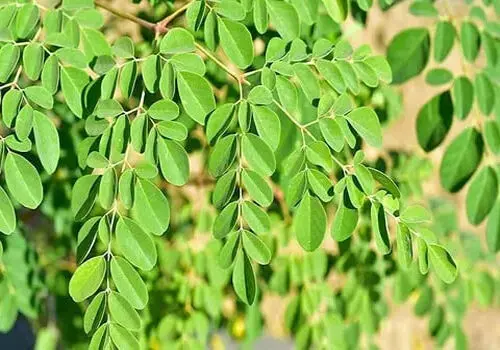 درخت عجیبی که با وجود شکستن به حیاتش ادامه می دهد+ فیلم