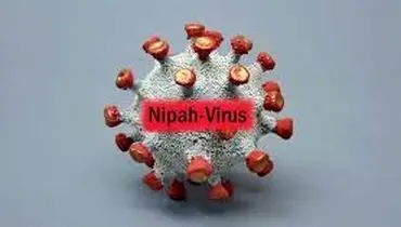 ویروس نیپا چیست و چقدر نگران کننده است؟