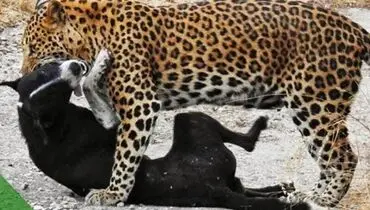 لحظهٔ حملهٔ پلنگ به سگ در شهر سی‌سخت + فیلم