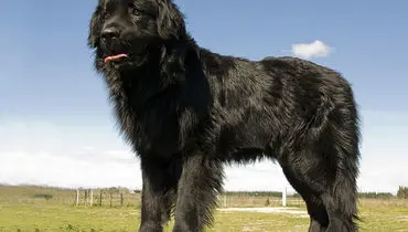 هشدار درباره شیر رهاشده در جنگل‌های ایرلند به کشف یک سگ ختم شد+تصویر