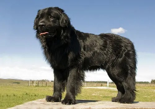 هشدار درباره شیر رهاشده در جنگل‌های ایرلند به کشف یک سگ ختم شد+تصویر