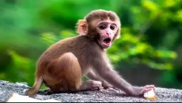 میمون‌های انگشتی؛ کوچک‌ترین و بامزه‌ترین نخستی‌های جهان+تصاویر